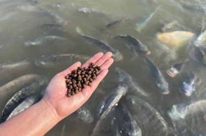 Feed the fish, close up brown pellets feeds for fish in hand, feed fish from feeding food on water surface ponds on water surface ponds, fish farm